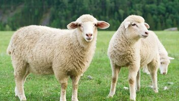 Pryszczyca – czy można ochronić hodowlę przed zarażeniem?