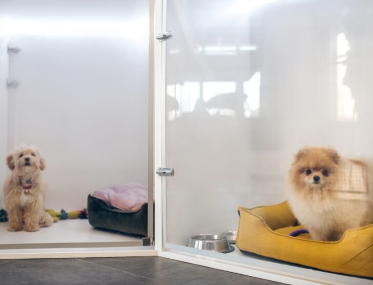 Jak założyć hotel dla psów?