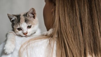 Adopcja kota – wszystko, co musisz wiedzieć