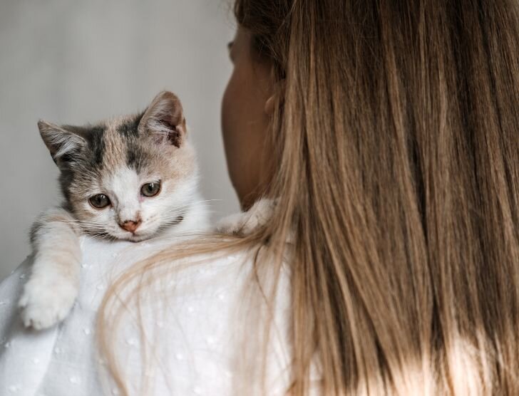 Adopcja kota – wszystko, co musisz wiedzieć