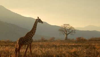 Wakacje w Tanzanii – co musisz wiedzieć?