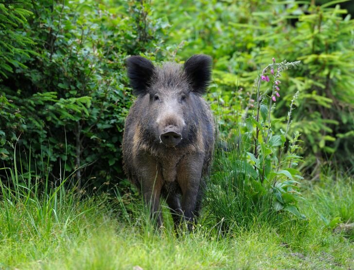Jak uzyskać odszkodowanie za szkody wyrządzone przez dziki?