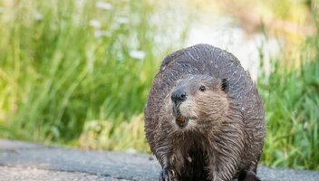Jak uzyskać odszkodowanie za szkody wyrządzone przez bobry?