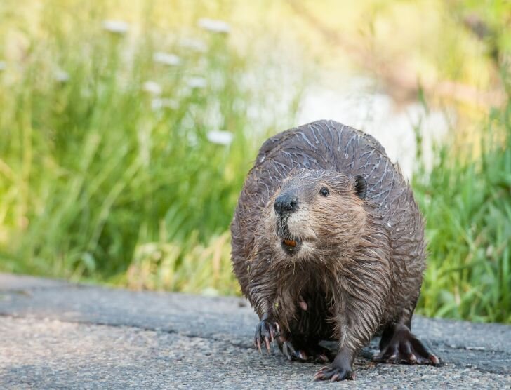 Jak uzyskać odszkodowanie za szkody wyrządzone przez bobry?