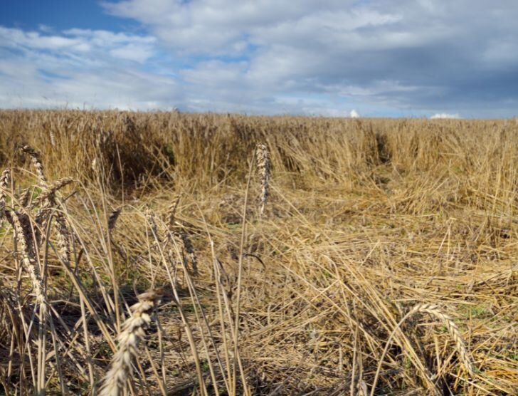 Jak uzyskać odszkodowanie za szkody łowieckie?