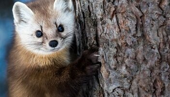 Jak uzyskać odszkodowanie za szkody wyrządzone przez kuny?