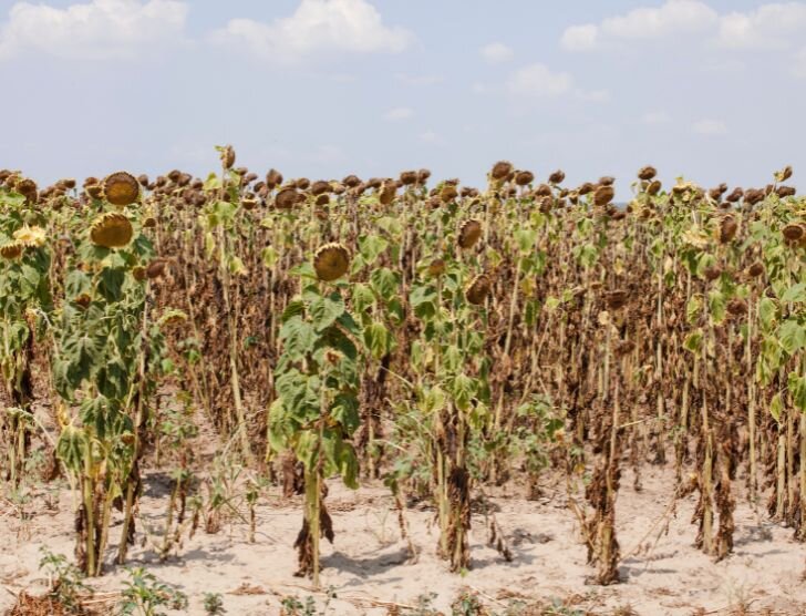 Pomoc suszowa – czym jest i jakie są zasady przyznawania wypłat?