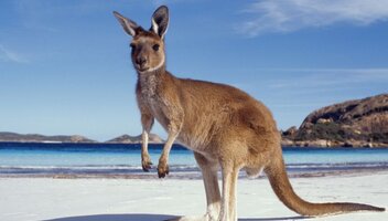 Co warto zwiedzić w Australii? Przewodnik podróżny dla turystów